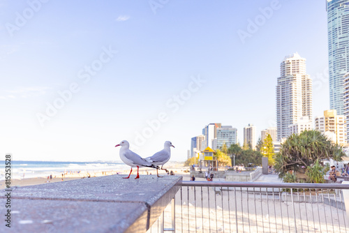 Seagulls at Main Beach in Surfers Paradise with the Gold Coast City skyline in the background