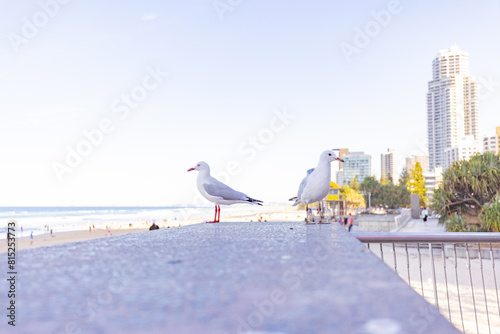 Seagulls at Main Beach in Surfers Paradise with the Gold Coast City skyline in the background