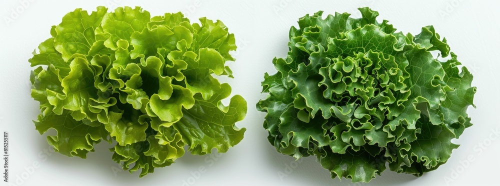 Fresh green lettuce leaves side by side Fresh green lettuce leaves side by side