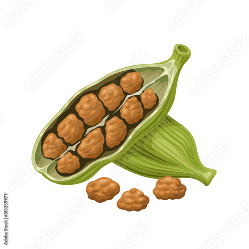 Vector illustration, green cardamom, or Elettaria cardamomum, isolated on white background.