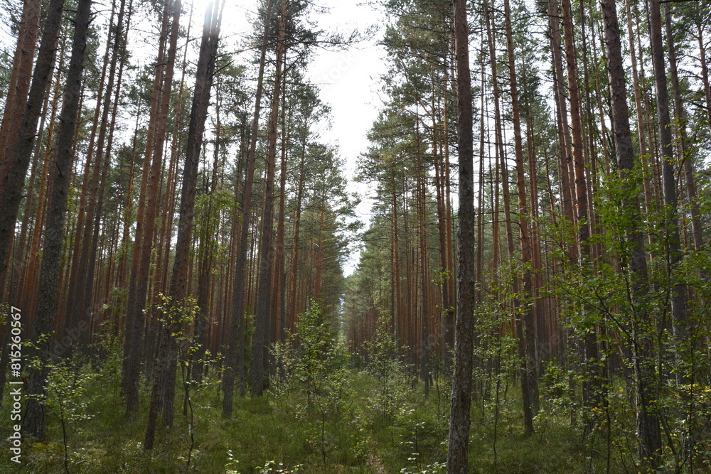Fototapeta premium trees in the forest