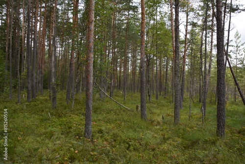 trees in the forest