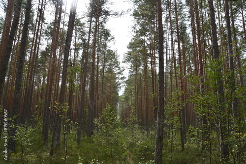 trees in the forest
