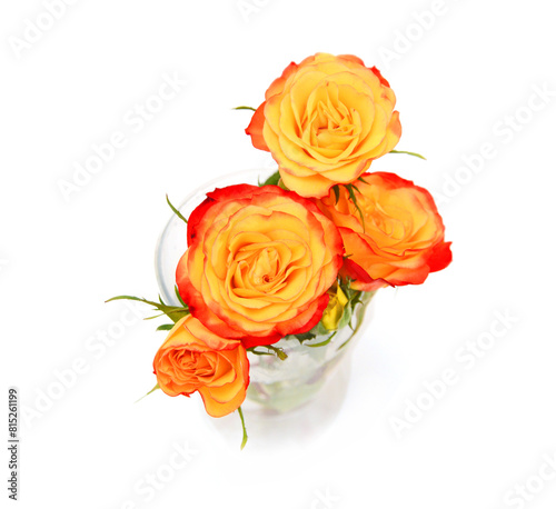 Colorful rose flowers isolated on white background