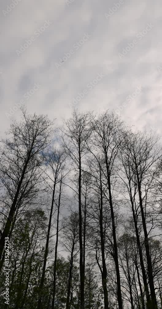 deciduous trees without foliage in April in cloudy weather, tall trees against a background of gray clouds deciduous trees without foliage in April in cloudy weather, tall trees against a background of gray clouds