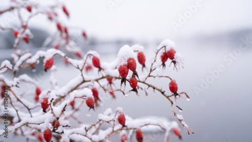 Closeup view of of Rosa rubiginosa, also known as Rosa Mosqueta, branches and ripe red berries, growing in the forest in winter. The snow covers the fruits and plant photo