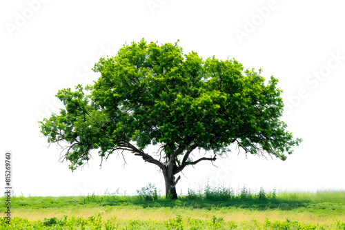 An isolated green tree against a white background  representing nature and the environment. Suitable for environmental and nature-related content.