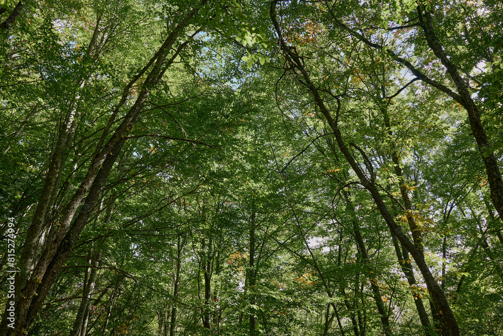Scenic Roadside Forest with Green Grass and Lush Trees, Perfect for Travel and Nature Enthusiasts Scenic Roadside Forest with Green Grass and Lush Trees, Perfect for Travel and Nature Enthusiasts