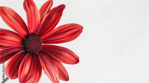 A vibrant red flower with delicate petals set against a crisp white backdrop a stunning image capturing the beauty of nature perfect for a greeting card or any nature themed collection