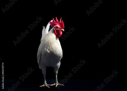 White chicken, farming chicken farm, nature style, rooster, isolated on black background.