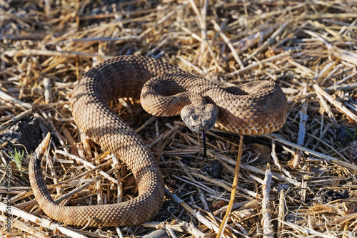 Panamint Rattlesnake Coiled To Strike