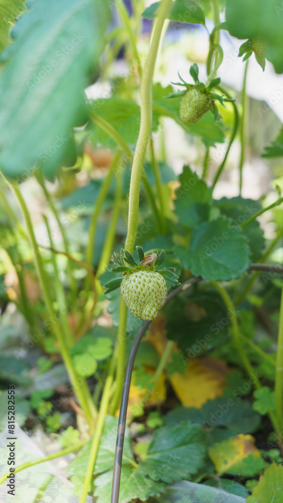 いちごの栽培｜熟していない緑色の苺