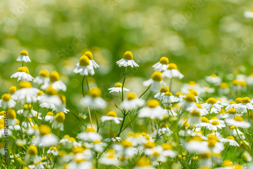 Fototapeta Naklejka Na Ścianę i Meble -  German chamomile in herb garden, closeup	
