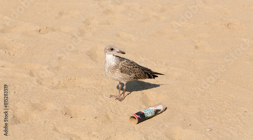 European herring gull (Larus argentatus). A young waterfowl on the sand by the sea. The chick. photo