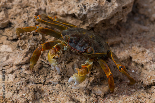 Grapsus albolineatus is a species of decapod crustacean in the family Grapsidae. Crab, on a reef rock. Fauna of the Sinai Peninsula. photo