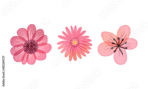 Watercolor flowers illustration collection on white background