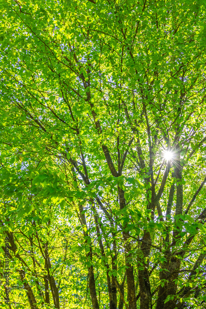 Fototapeta premium sun rays in the forest