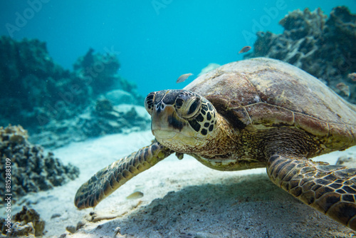 Close-up portrait of an inquisitive green sea turtle swimming in the shallows of a tropical reef lagoon