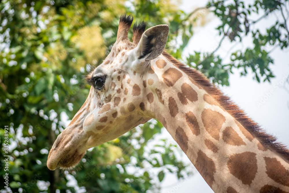 Fototapeta premium Portrait of a giraffe