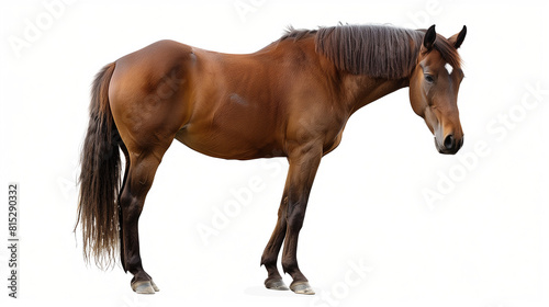  Brown Horse Compilation  Portrait  Standing   Animal Bundle Isolated on White with Transparent Background. Blank White Backdrop