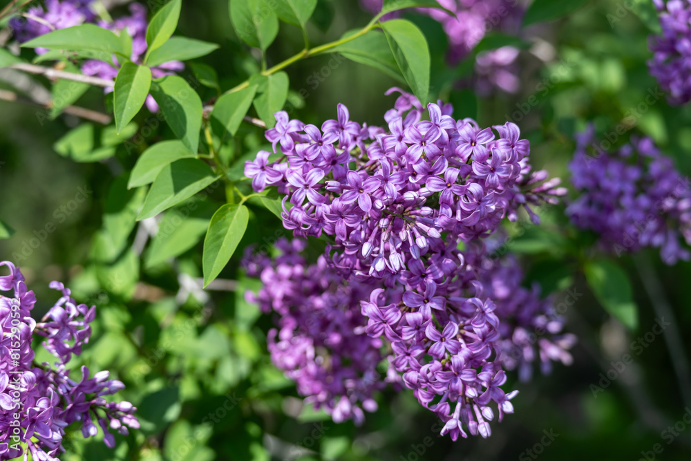 Full frame macro abstract texture background of lavender color flower blossoms on a Chinese lilac bush (syringa chinensis)
Full frame macro abstract texture background of lavender color flower blossoms on a Chinese lilac bush (syringa chinensis)