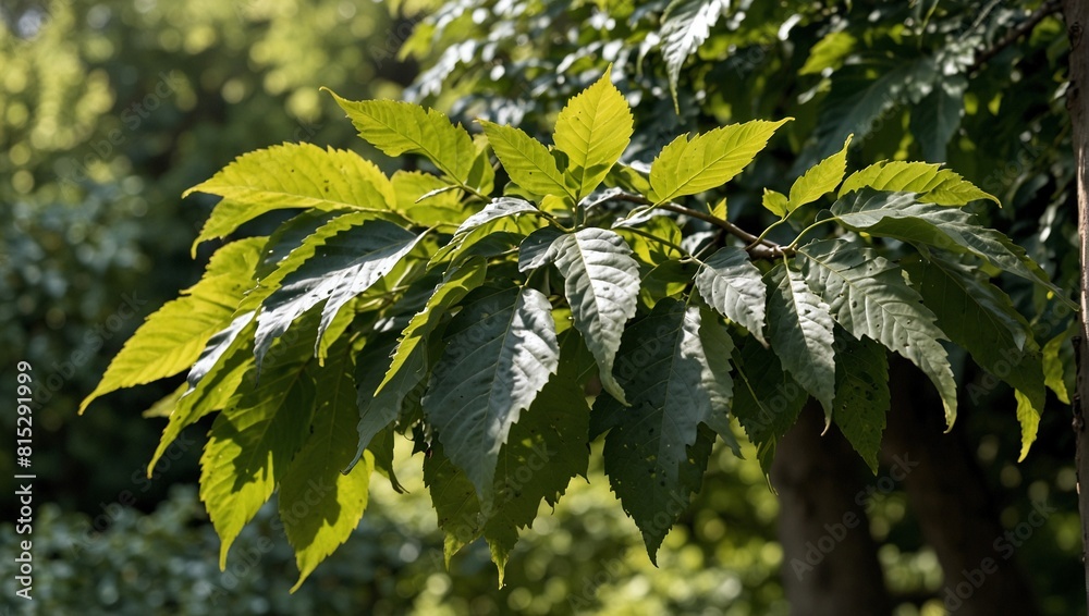 Elms: Elms have a broad, vase-shaped canopy and serrated leaves. They ...