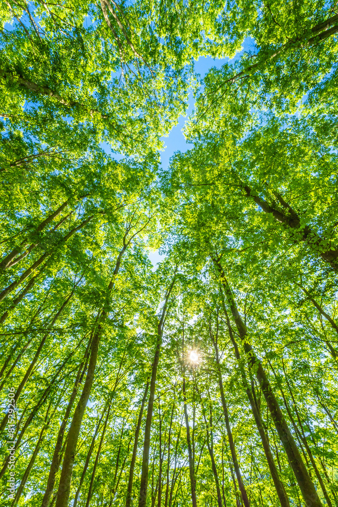 Fototapeta premium Green forest. Tree with green Leaves and sun light.