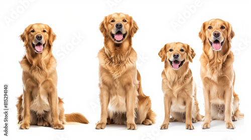 "Set of Three Dogs, Joyful Golden Retrievers (Portrait, Sitting, Standing) Isolated on White Background as Transparent PNG, Empty White Backdrop"