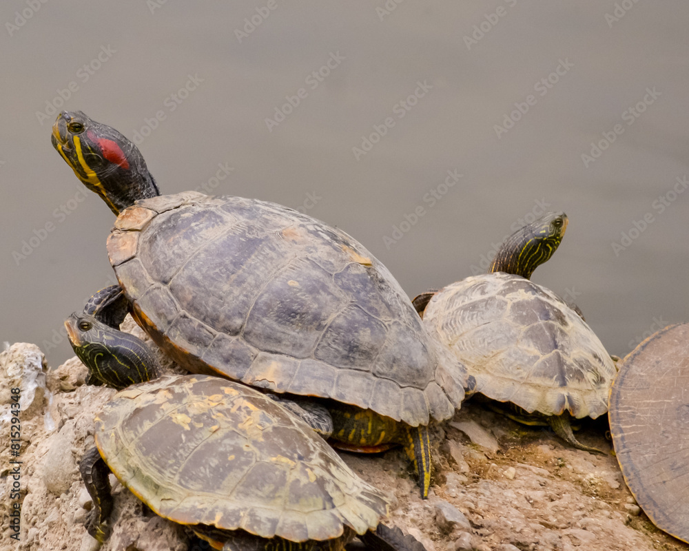 Fototapeta premium Turtles