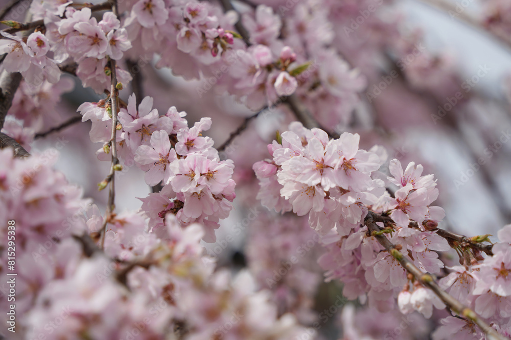 満開の枝垂れ桜の輝き
満開の枝垂れ桜の輝き