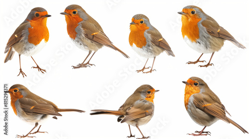 A Gathering of Robin Birds, Standing, Flying, and Portrait, Alone on a White Background, Blank White Backdrop 