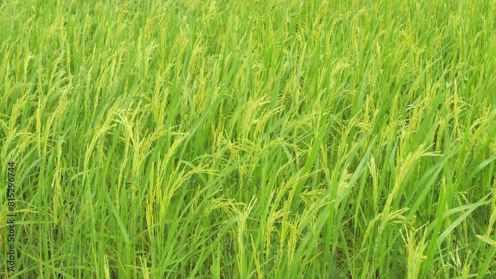 The rice plants in the green fields are producing ears. The rice plants in the green fields are producing ears.