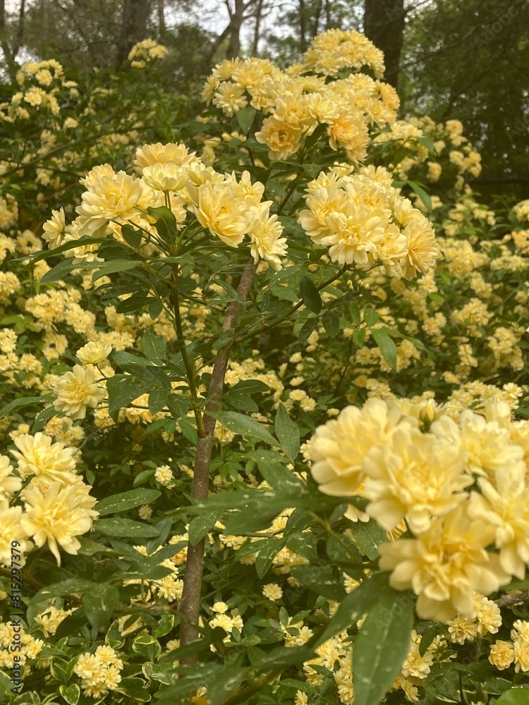 Obraz premium Golden Rose
