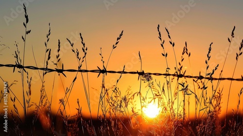 Meadow grass and plants cast in silhouette by the setting sun near a rustic barbed wire fence photo