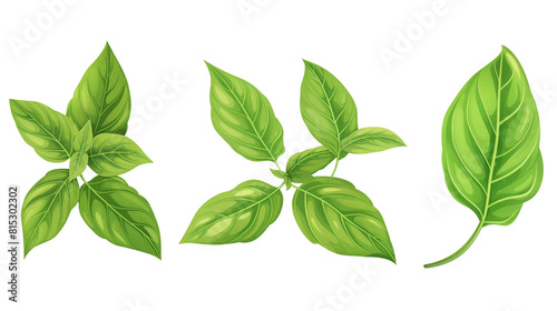 Set of basil leaf concept isolated on white background
