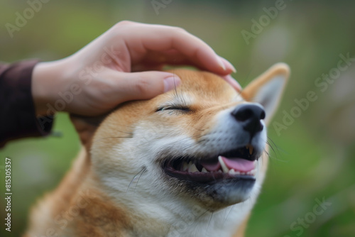 a Shiba inu being patted