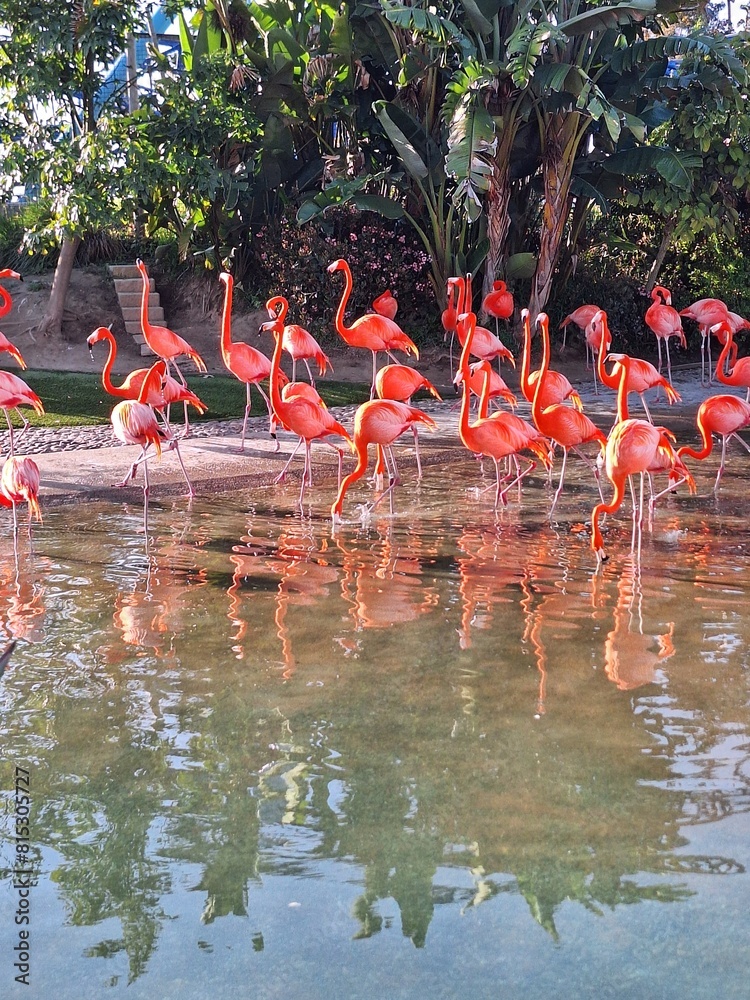 Obraz premium Flamingos