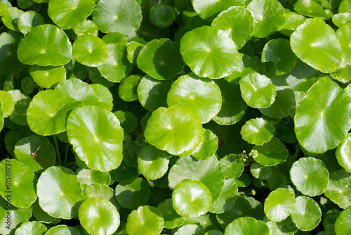 Centella asiatica (gotu kola). Fresh green leaves herb background. © Bowonpat