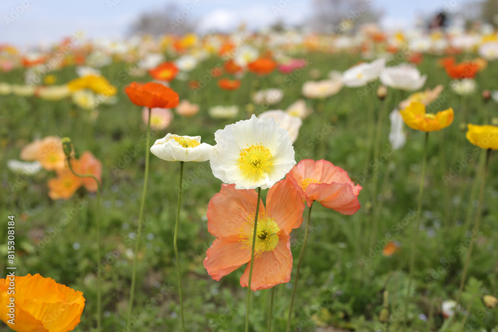 Beautiful poppy flower garden. The Expo 70 Commemorative Park, Osaka, Japan