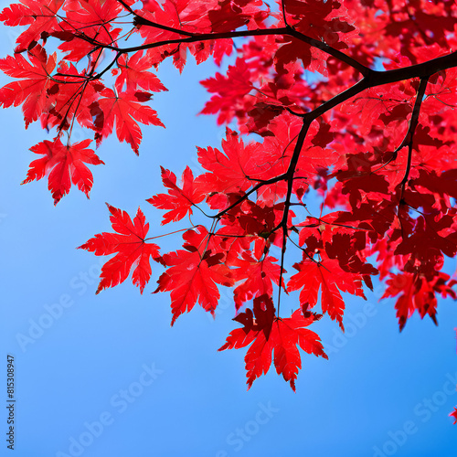 acer rubrum red maple against blue sky blow  coloured  colourful  colours  cover  growth  horizontal  japan  no people  october  photography  botanical  color image  ecology  maple  novemb generate ai