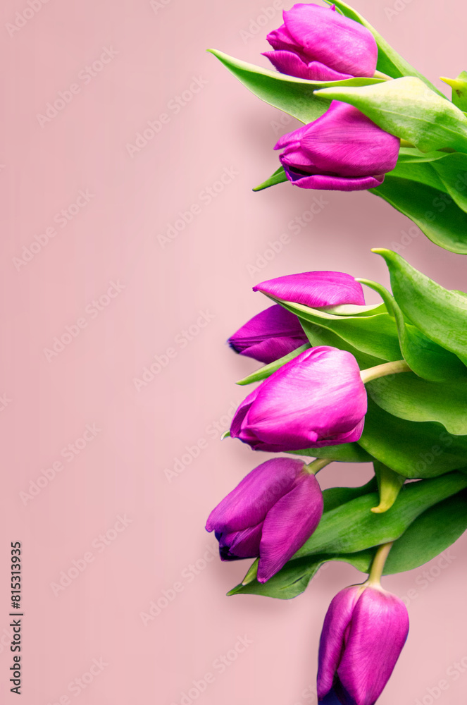 Fresh flower composition, bouquet of bi color tulips Fresh flower composition, bouquet of bi color tulips