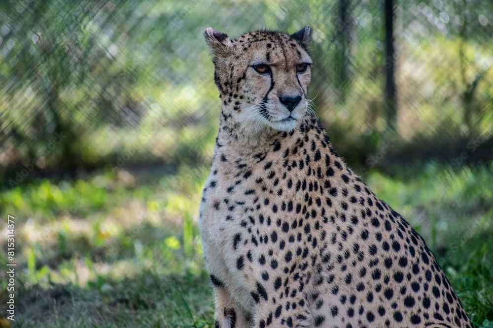 Fototapeta premium This captivating image captures the essence of a cheetah animal in captivity, gracefully lounging in its enclosure within the confines of a modern zoo.
