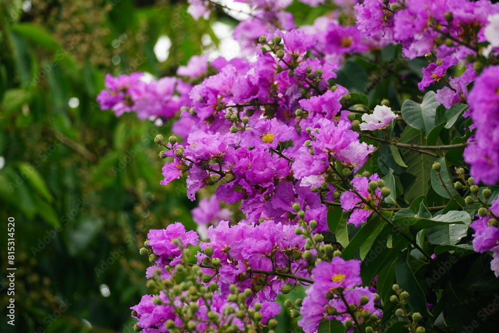 Close-up of purple Lagerstroemia speciosa flower blooming Close-up of purple Lagerstroemia speciosa flower blooming