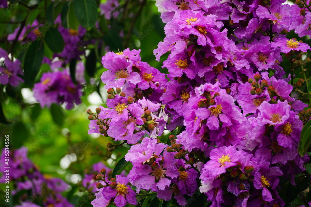 Close-up of purple Lagerstroemia speciosa flower blooming Close-up of purple Lagerstroemia speciosa flower blooming
