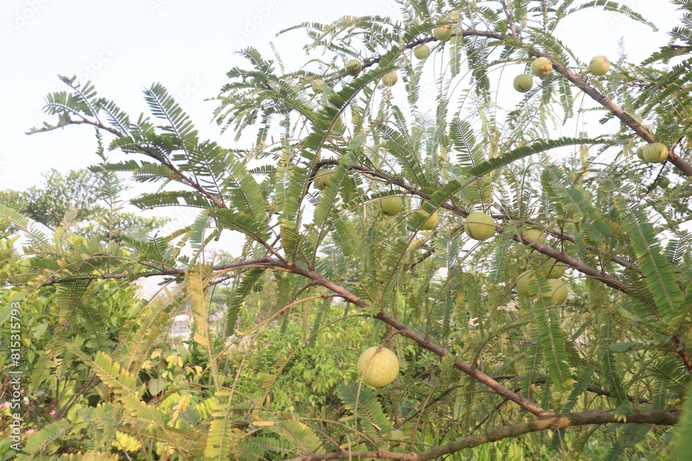 Amla gooseberry on tree in farm Amla gooseberry on tree in farm