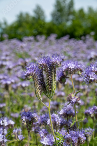 Flowering fiddleneck (Phacelia tanacetifolia). Blooming blue tansy or lacy phacelia.