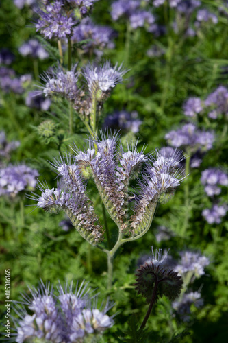 Flowering fiddleneck (Phacelia tanacetifolia). Blooming blue tansy or lacy phacelia.