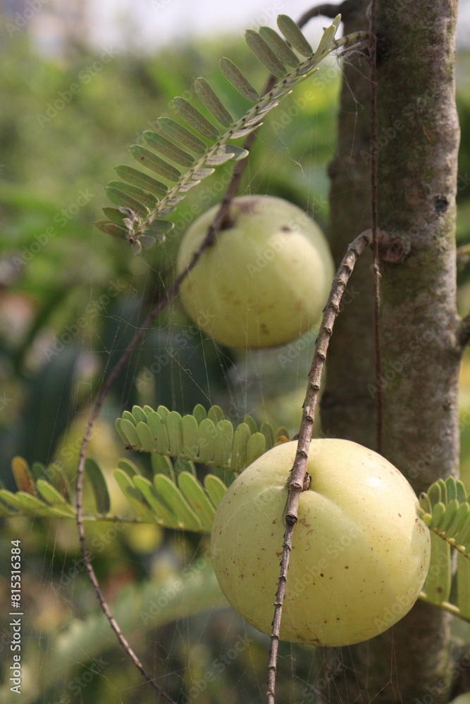 Amla gooseberry on tree in farm Amla gooseberry on tree in farm