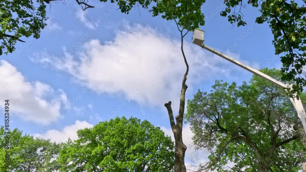 Crews working to cut down a tall tree. A worker is elevated in a bucket crane, using a saw to cut down a tree. Green leafy trees surround the scene. Cloudy Blue skies in the background of view.