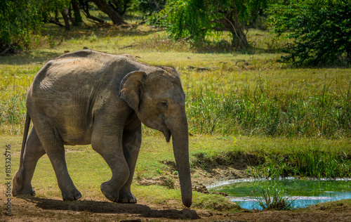 Photography elephant in the river